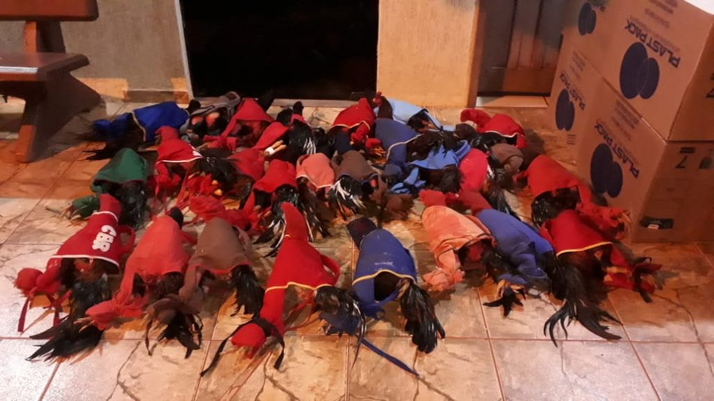 PM encerra rinha de galo em Lindoeste e liberta 40 aves; 17 pessoas foram encaminhadas