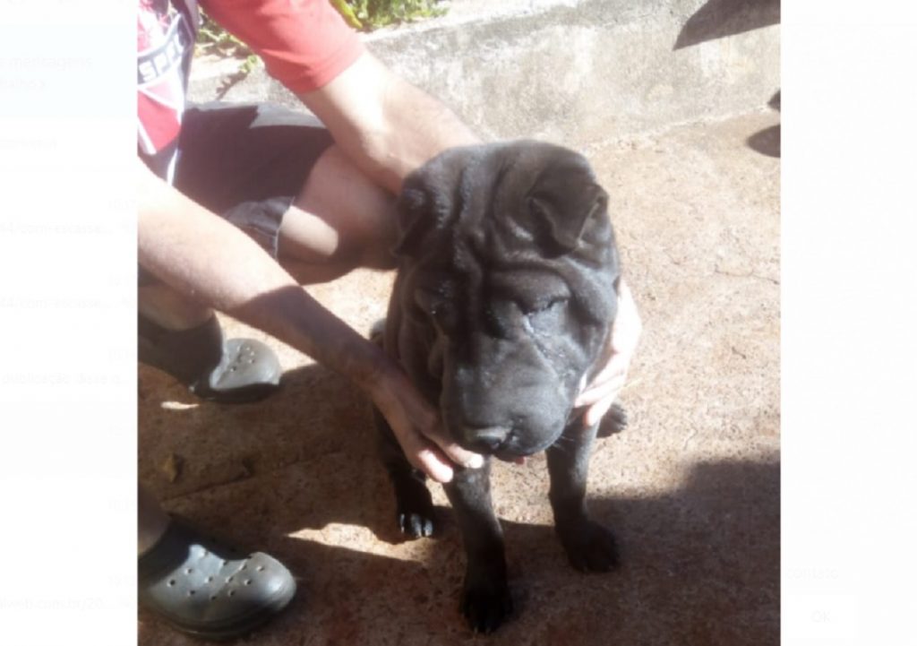 Cachorro foi encontrado na Rua Itaquatiara, no Bairro Santa Cruz