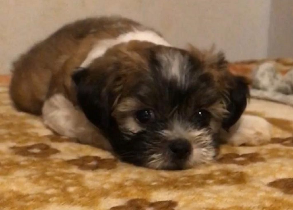 Mulher paga recompensa para quem localizar cachorrinho que sumiu na região do Bairro Brasília Mulher paga recompensa para quem localizar cachorrinho que sumiu na região do Bairro Brasília