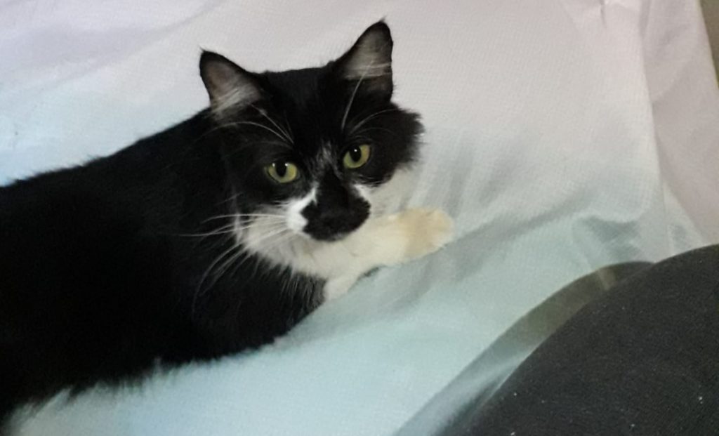 Gata que atende por ‘Mimi’ sumiu na região do Bairro Floresta