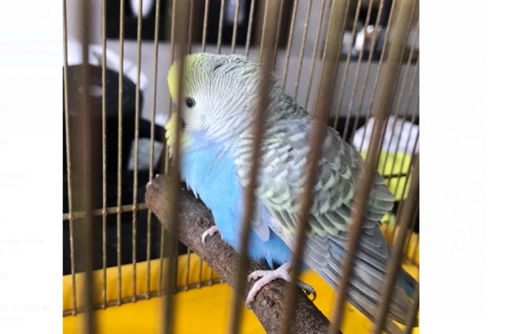 Periquito foi encontrado no Jardim Verdes Campos, na região do Bairro Brasília