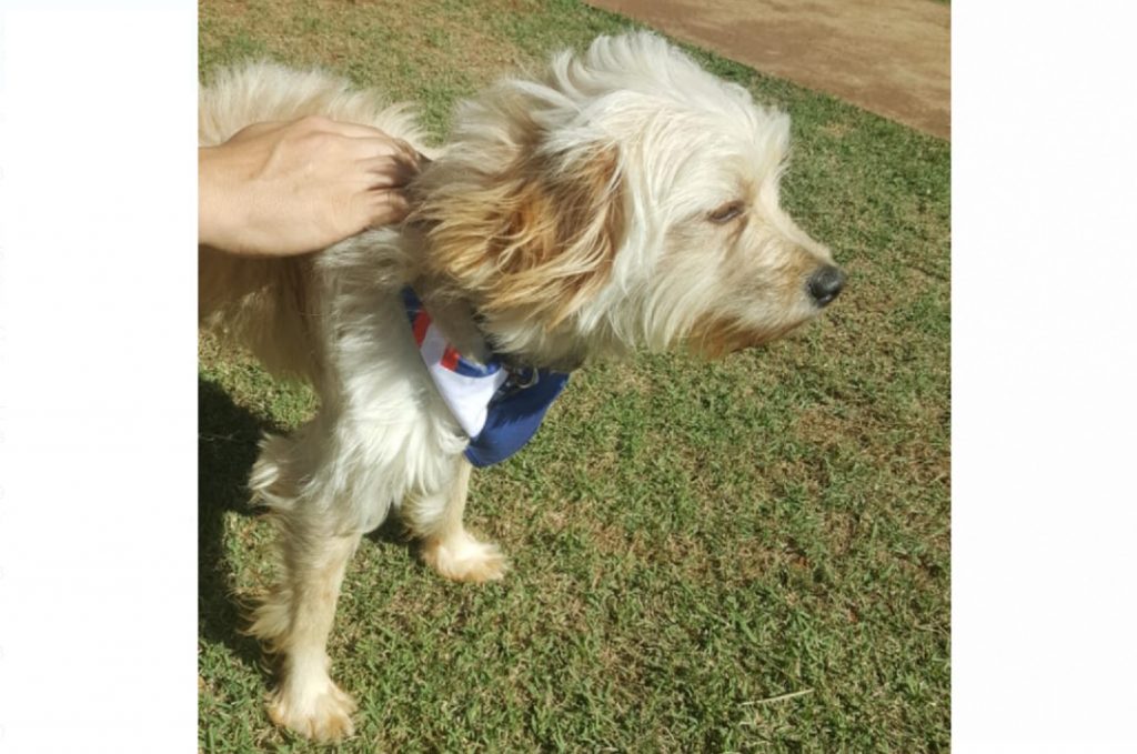 Cachorrinho foi encontrado no Bairro Neva
