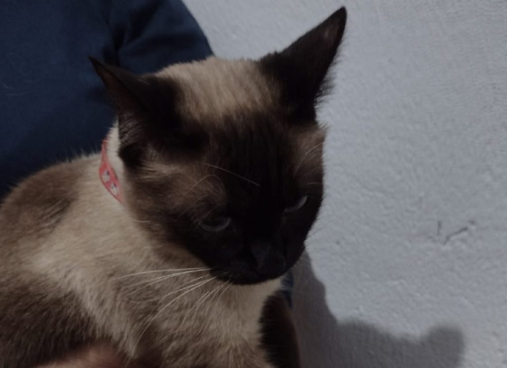 Gata foi encontrada na região do Bairro Coqueiral