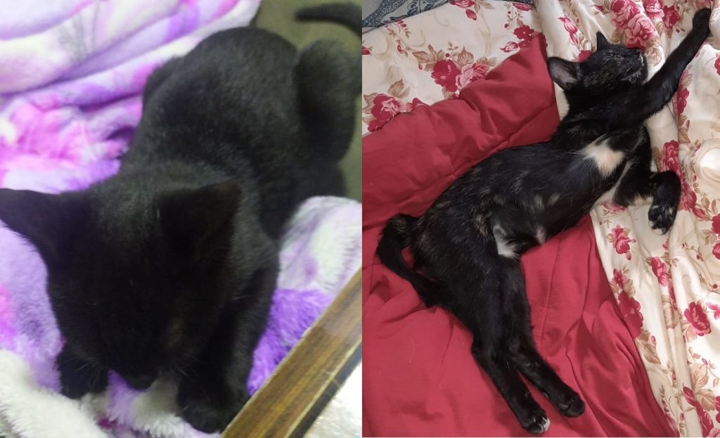 Gato e gata de estimação escaparam de casa no Floresta e tutora pede ajuda para encontrá-los