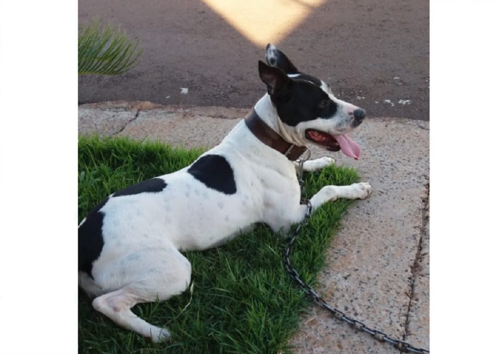 Cachorrinha ‘Bela’ precisa de um novo lar