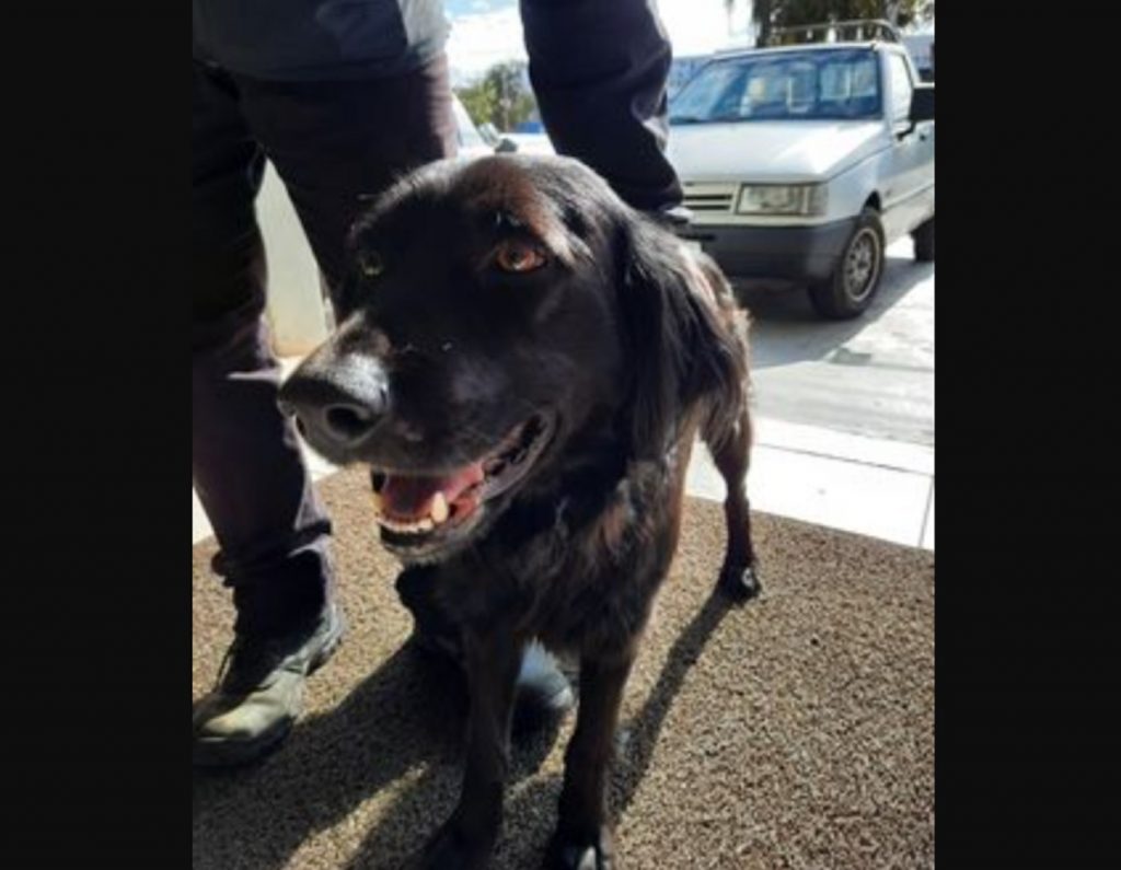 Cachorrinho foi encontrado na Avenida Tancredo Neves, perto do Fórum