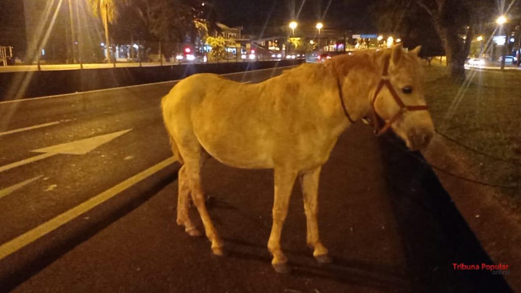 PRF recolhe cavalo que estava solto na BR-277, no perímetro urbano de Foz do Iguaçu