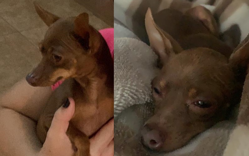 Cachorrinho de estimação está desaparecido na região do Paulo Godoy Imagem referente a Cachorrinho de estimação está desaparecido na região do Paulo Godoy