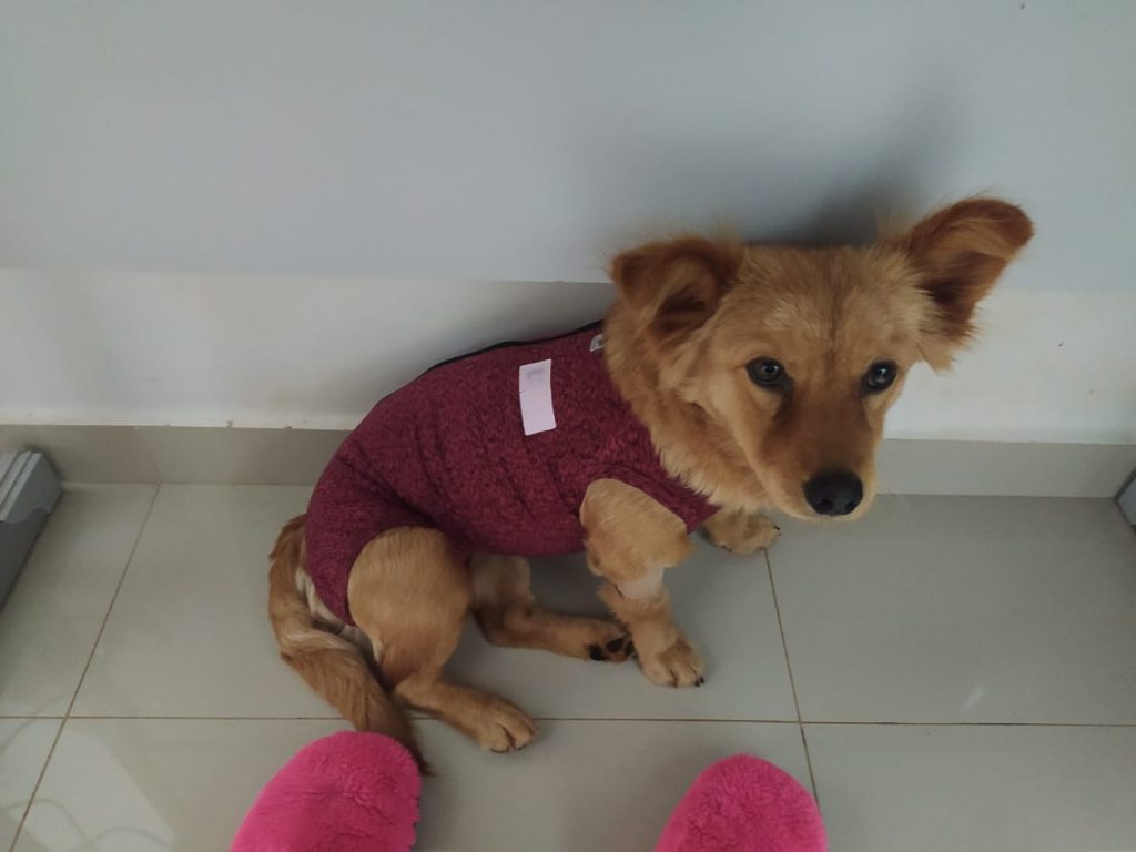 Cachorrinha sumiu na região do Bairro Presidente