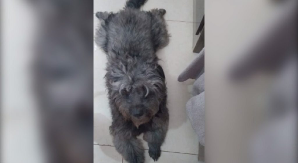 Cachorrinho sumiu no Jardim Novo Milênio, na região do Bairro Canadá