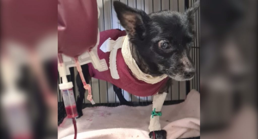Desempregada, internauta pede ajuda para pagar o tratamento da cachorrinha ‘Princesa’ Desempregada, internauta pede ajuda para pagar o tratamento da cachorrinha ‘Princesa’