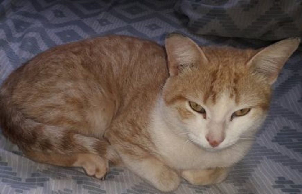 Gato foi encontrado no Bairro Parque São Paulo Gato foi encontrado no Bairro Parque São Paulo