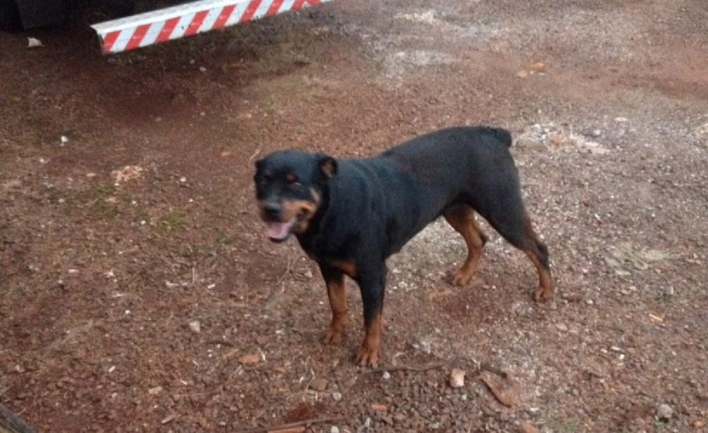 Internauta pede ajuda para localizar cadela que sumiu na Região Norte Internauta pede ajuda para localizar cadela que sumiu na Região Norte