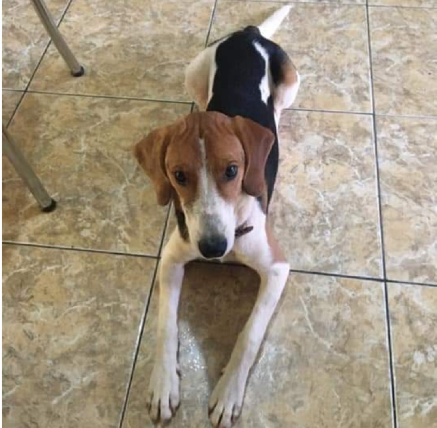 Cão que atende por ‘Apolo’ sumiu no Bairro Santa Felicidade Imagem referente a Cão que atende por ‘Apolo’ sumiu no Bairro Santa Felicidade