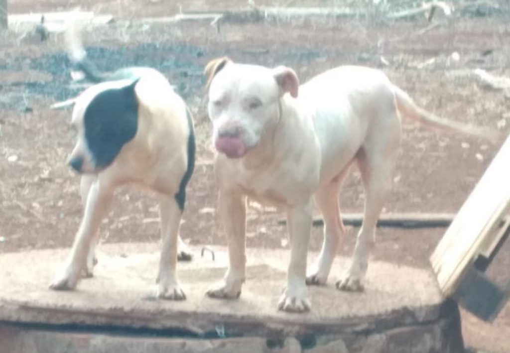 Cachorros desapareceram na regiaõ do Bairro Lago Azul