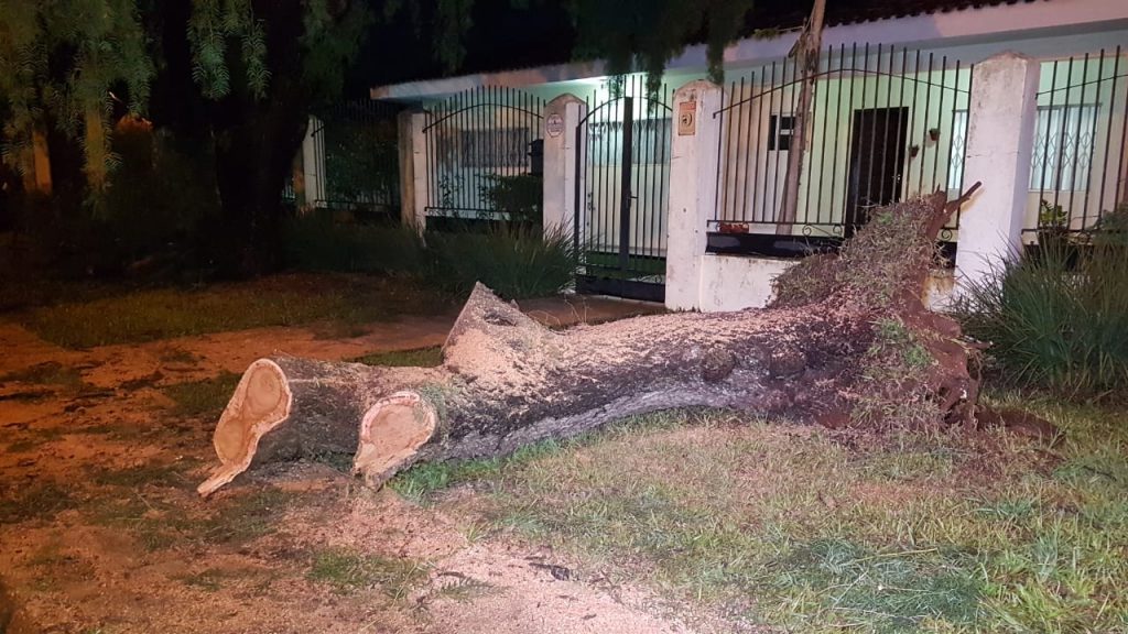 Árvore cai na frente de residência na Região do Lago II