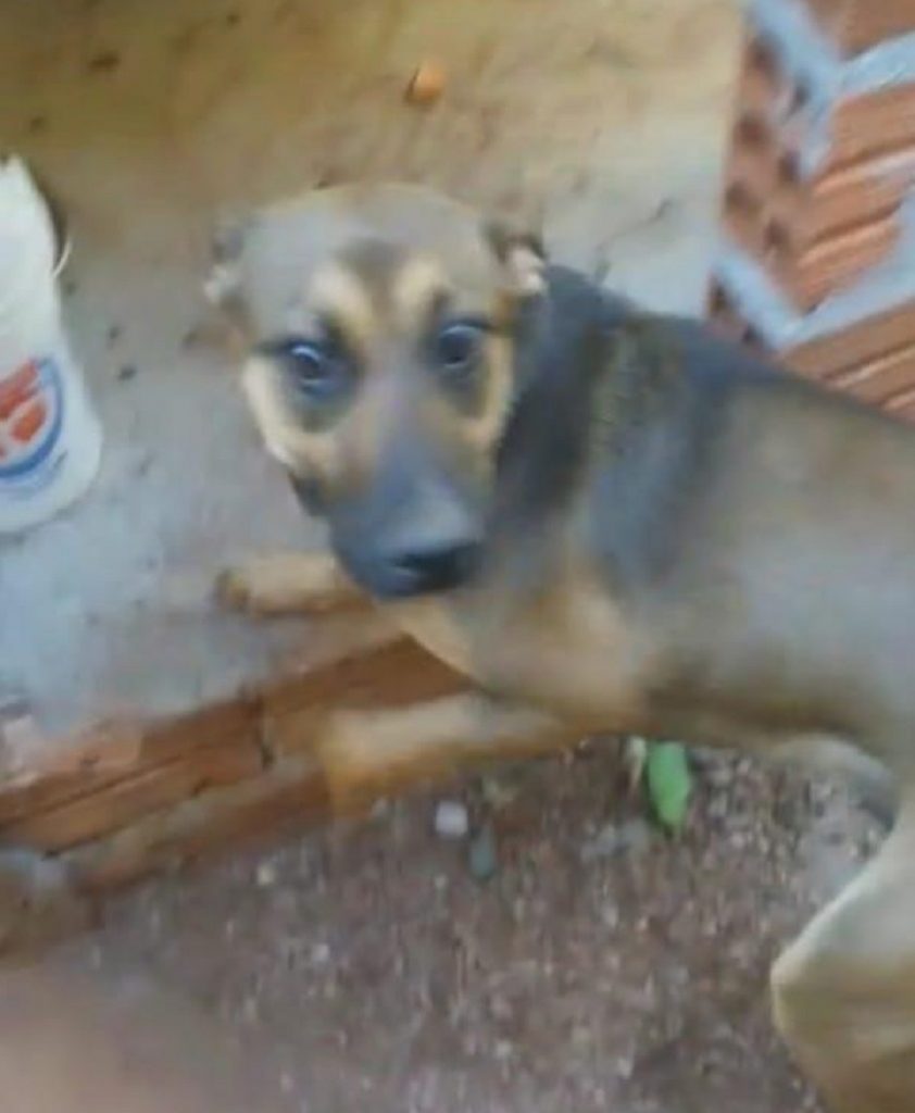 Cachorrinha sumiu na região do Bairro Santa Cruz