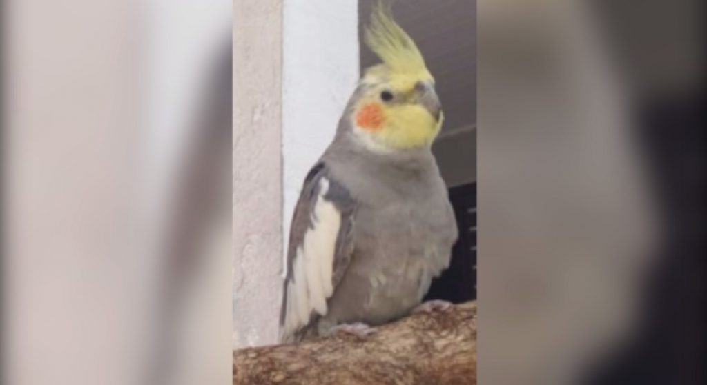 Internauta pede ajuda para localizar calopsita que sumiu no Parque Verde