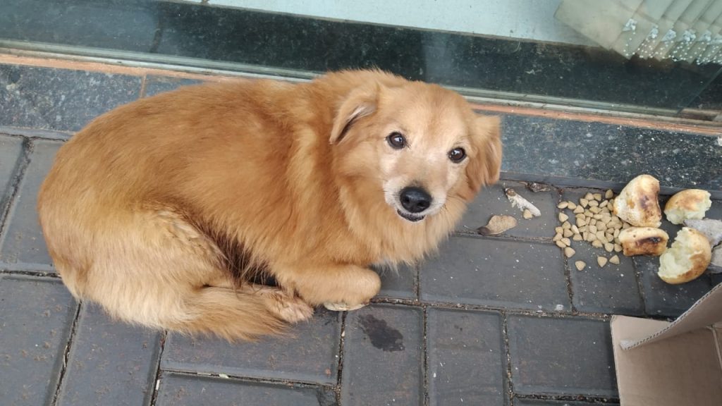 Cachorrinho foi encontrada na Avenida Brasil, entre a Região do Lago e o São Cristóvão