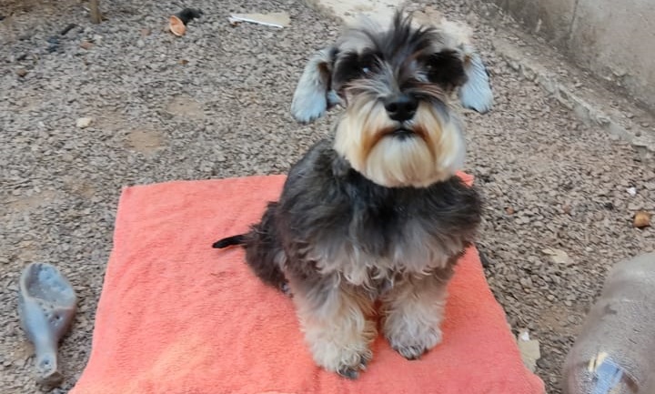 Imagem referente a Cachorrinha ‘Amora’ está desaparecida e moradora do Bairro Bela Vista pede ajuda para encontrá-la