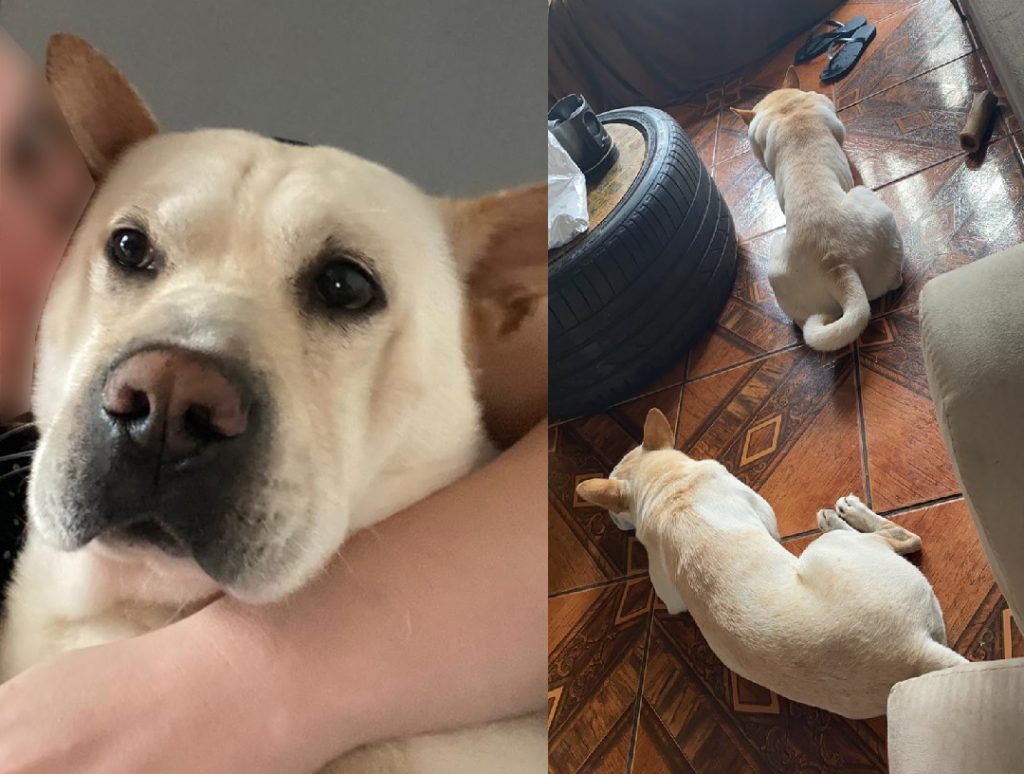 Cães de estimação estão desaparecidos na região entre o Periolo e Morumbi