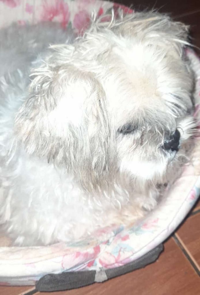 Cachorrinho ‘Thel’ está desaparecido na região do Santa Cruz