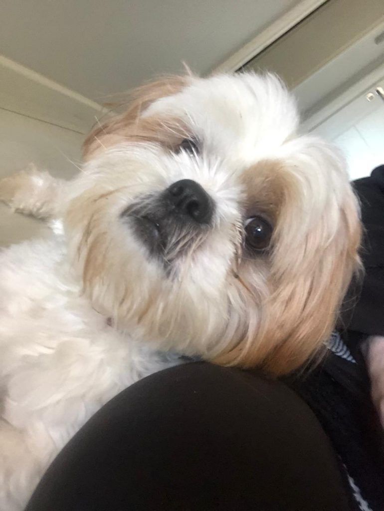 Cachorrinho foi encontrado no Coqueiral