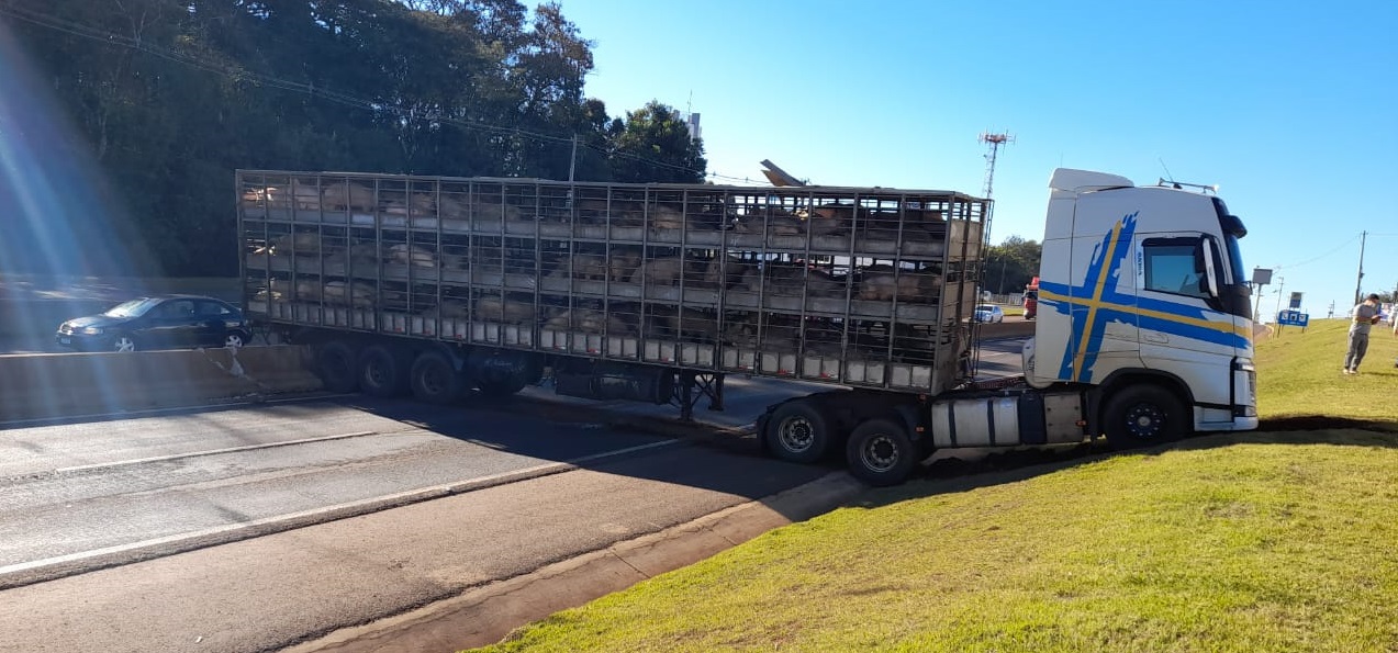 Imagem referente a Caminhão carregado com suínos colide com guard-rail da BR-277, após descer desgovernado de uma oficina que fica na marginal