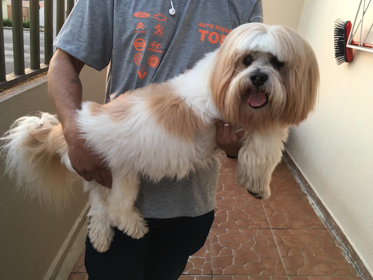 Cachorro foi encontrado na Rua Manaus, no Bairro Country Imagem referente a Cachorro foi encontrado na Rua Manaus, no Bairro Country