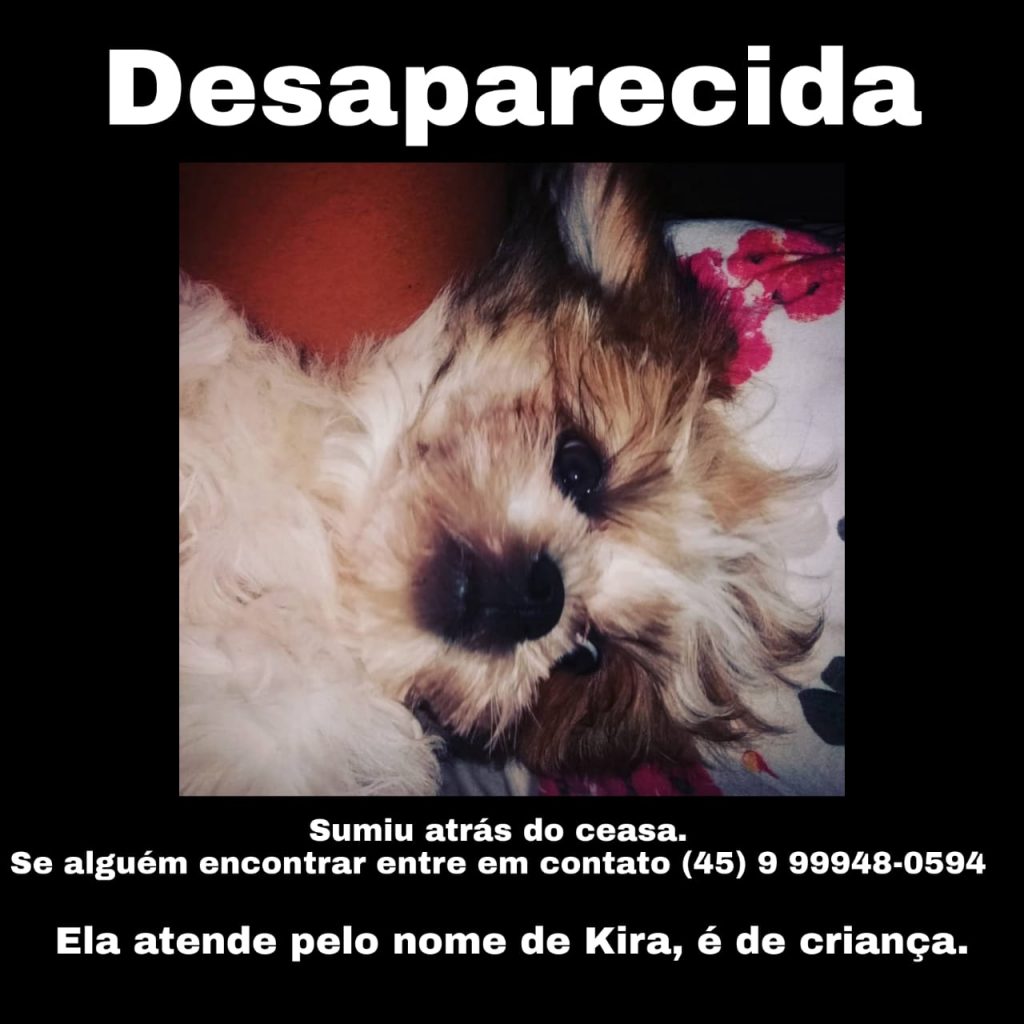 Cadelinha Kira sumiu nas proximidades do Ceasa