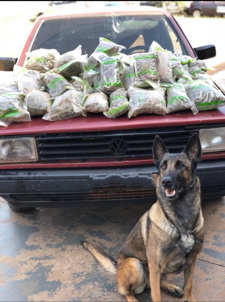 Gol com placas de Cascavel é apreendido com maconha em Santa Helena; homem foi detido