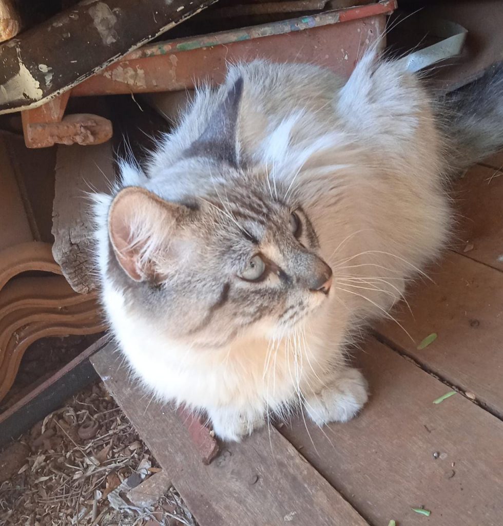 Gato foi encontrado no Itália