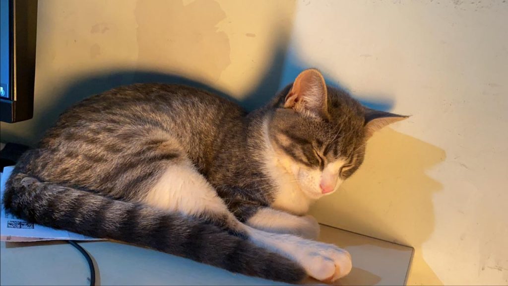 Gato Barth sumiu perto da Praça dos Mosaicos