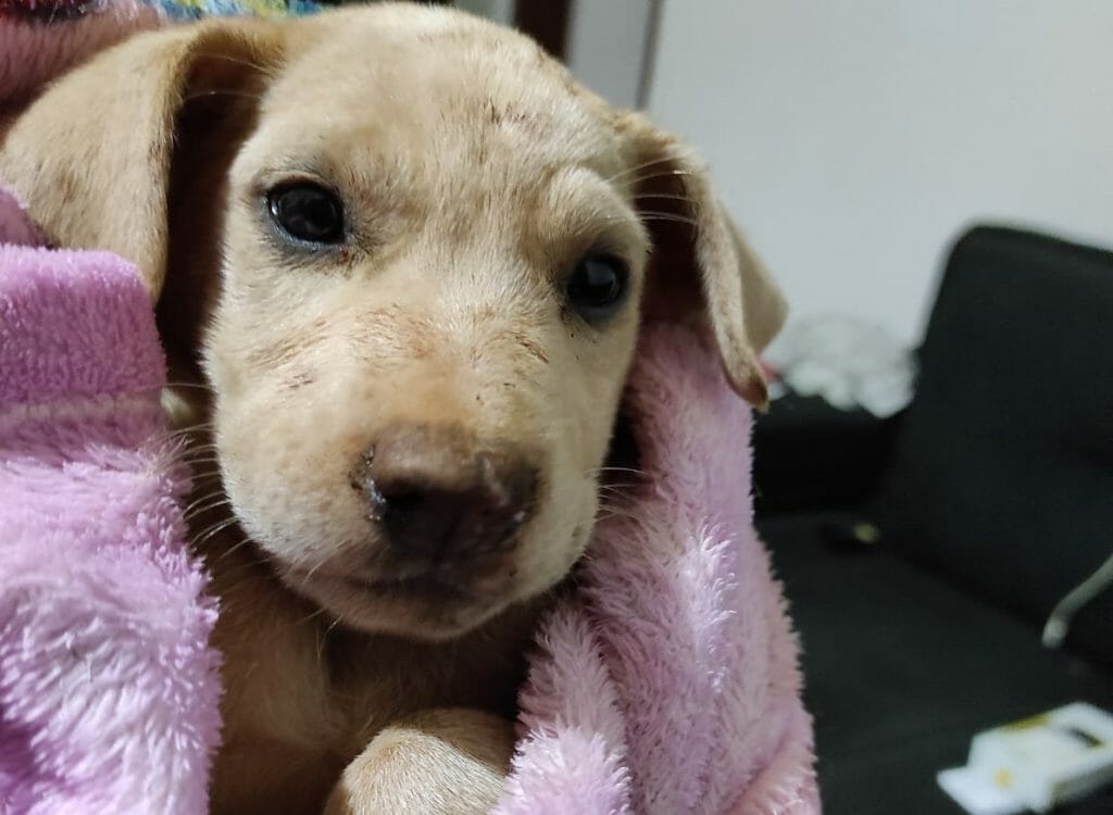 Adorável e brincalhona, cachorrinha busca um novo lar para trazer alegria