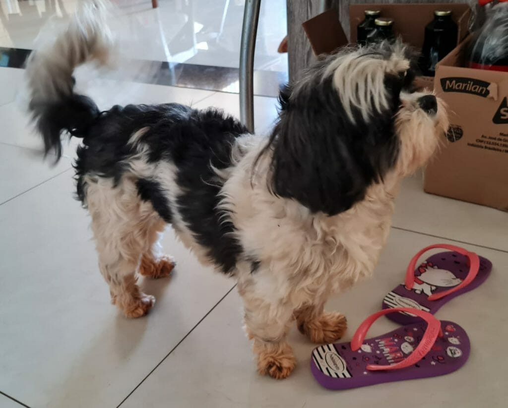 Cadelinha Meg desapareceu na Neva