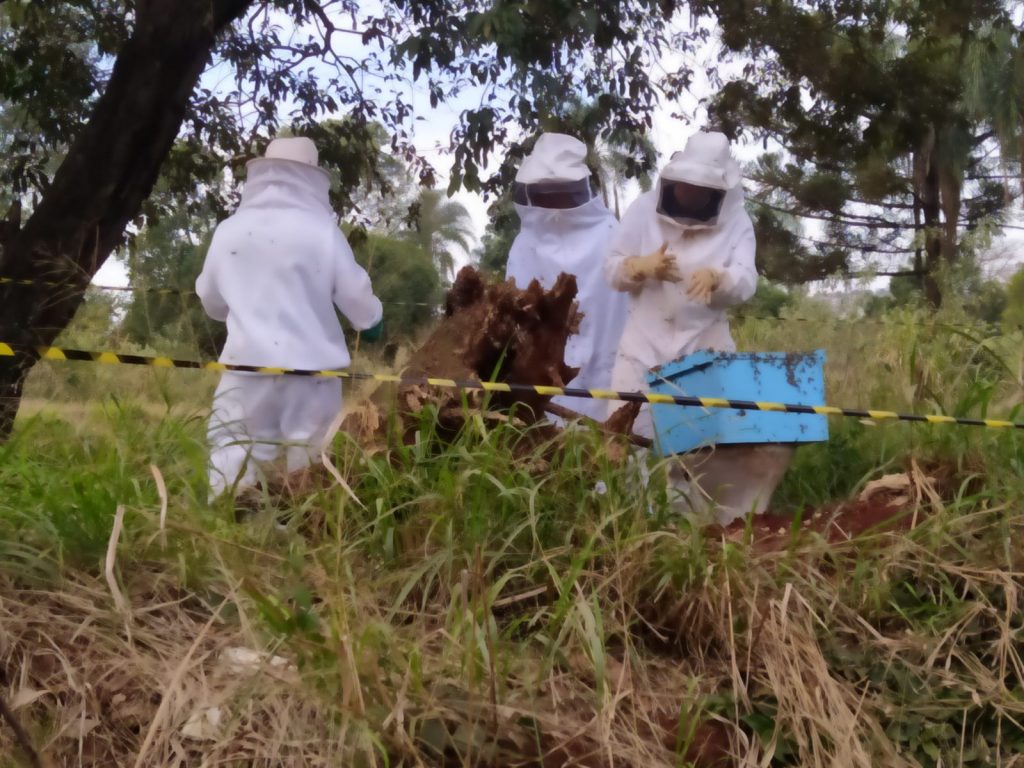 Apicultores participam de treinamento realizando retirada de enxame de abelhas em vários pontos da cidade Apicultores participam de treinamento realizando retirada de enxame de abelhas em vários pontos da cidade