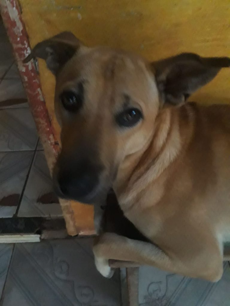 Cachorrinho ‘Dudu’ está desaparecido na região do Bairro Periolo