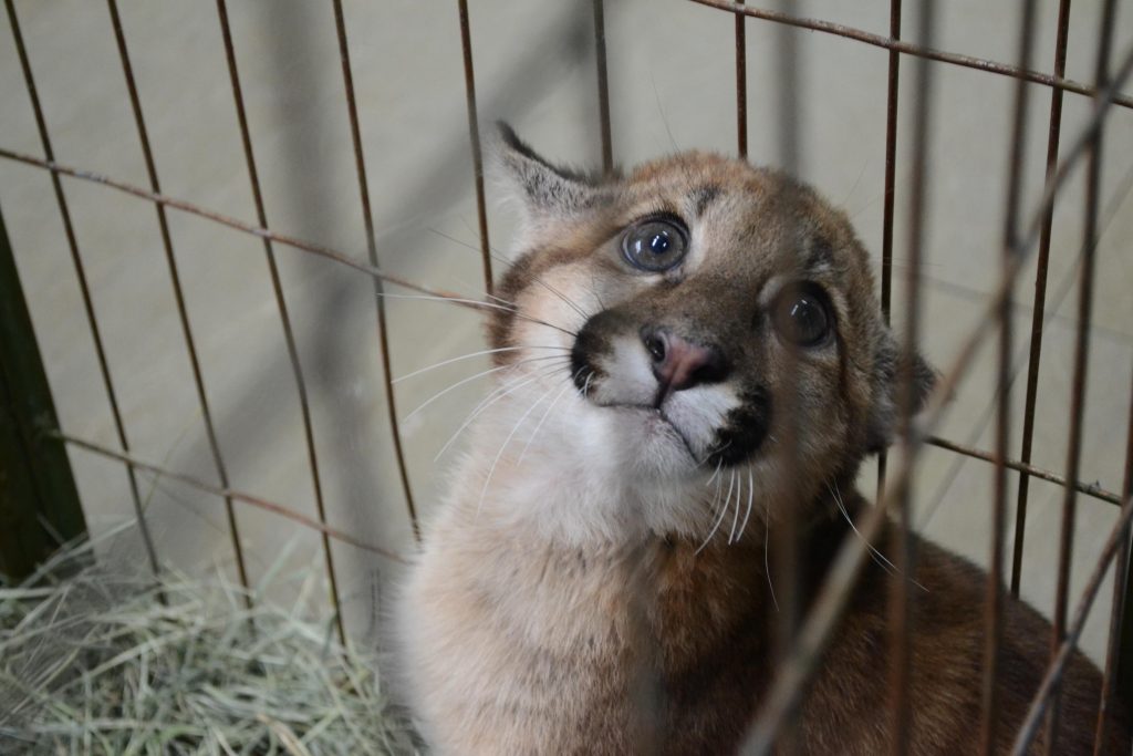 Estado inaugura centro para receber e atender animais silvestres em Londrina
