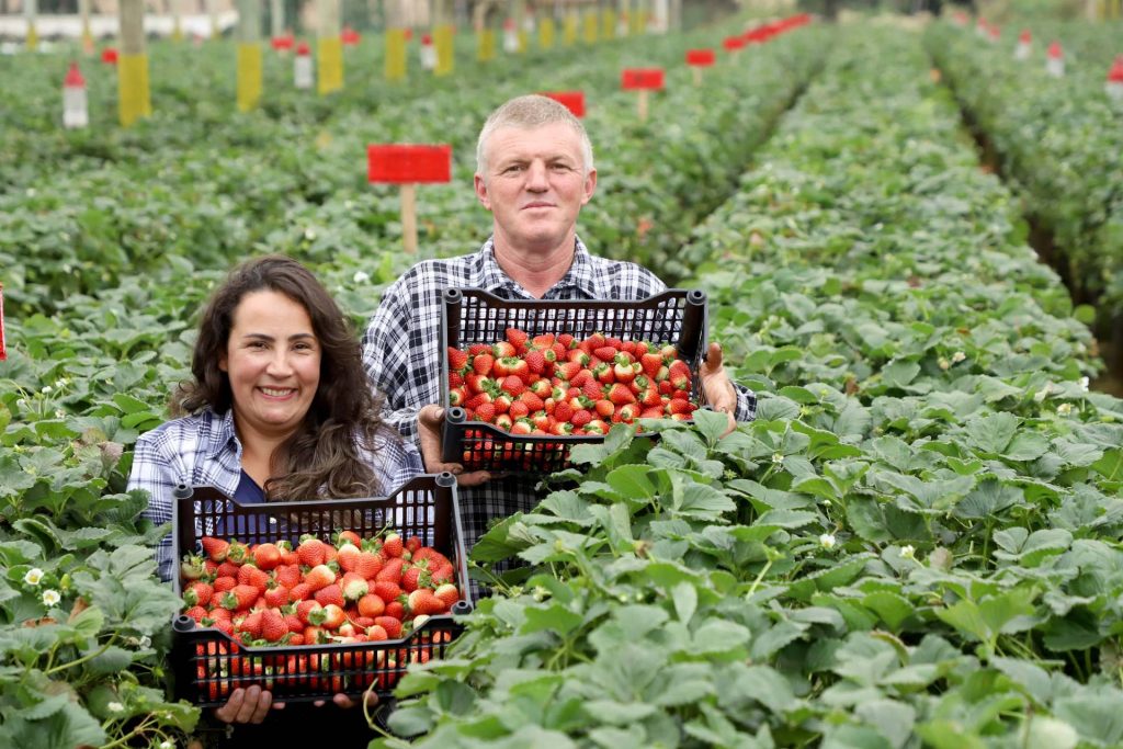 Com apoio do IDR-Paraná, produtores adotam novas técnicas de cultivo do morango