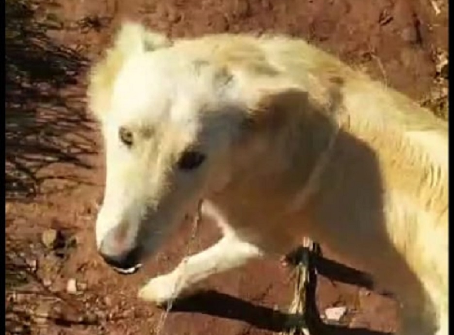 Internauta pede ajuda para localizar cão de estimação, desaparecido no Pioneiros Catarinenses