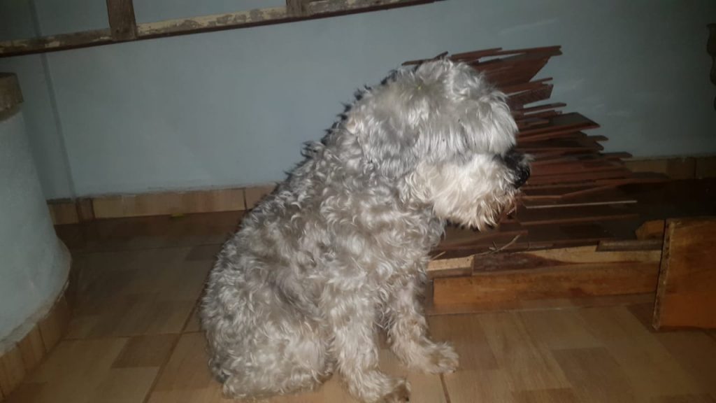 Cachorro de estimação bem cuidado foi encontrado nas proximidades do Bairro Brasília
