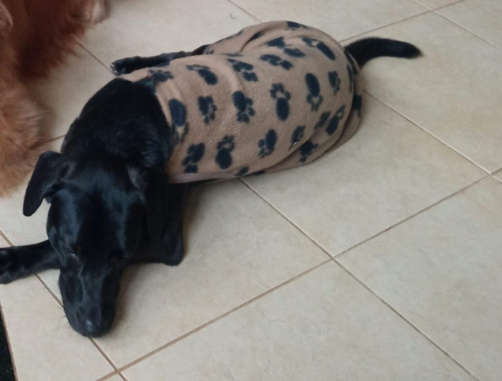 Cachorro ‘Neguinho’ desapareceu com roupinha no Centro
