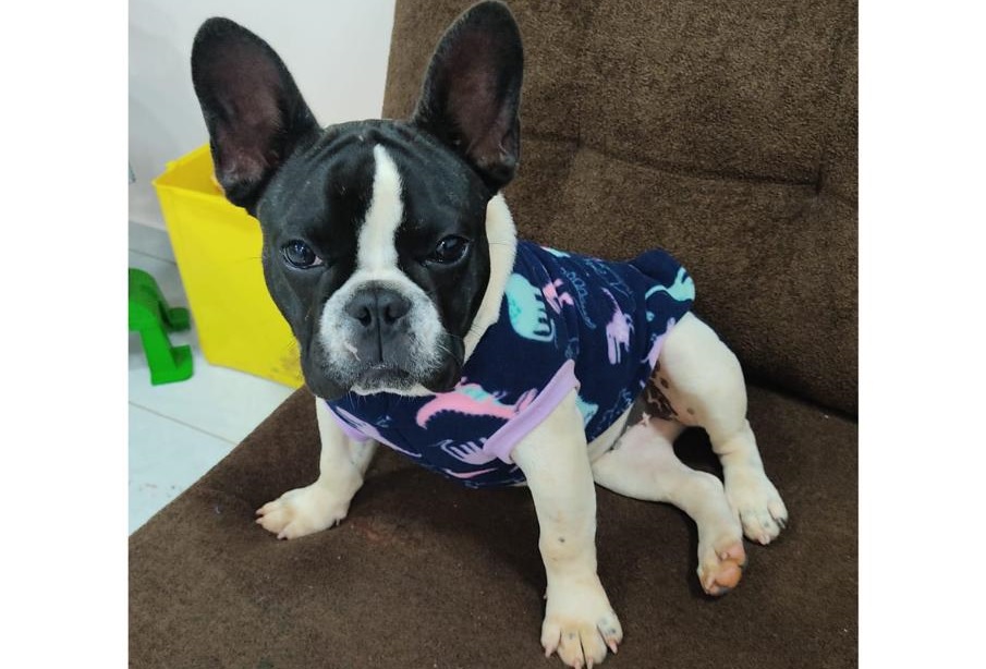 Cachorrinho que pertence a criança especial está desparecido em Toledo; donos oferecem recompensa