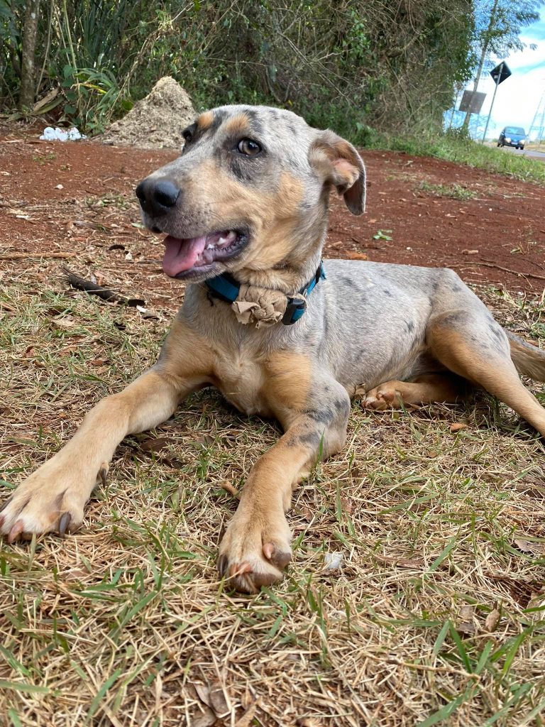 Internauta acolhe cachorrinha, leva a veterinário e disponibiliza para adoção responsável