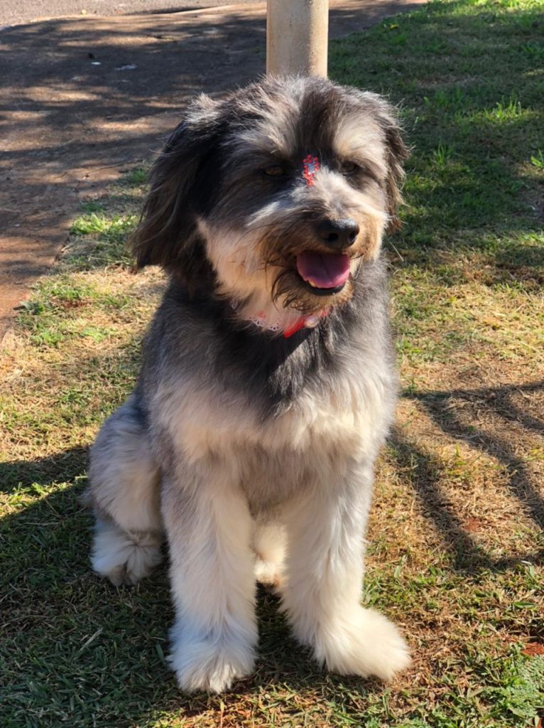 Cachorrinha ‘Cacau’ está desaparecida na região do Bairro Universitário