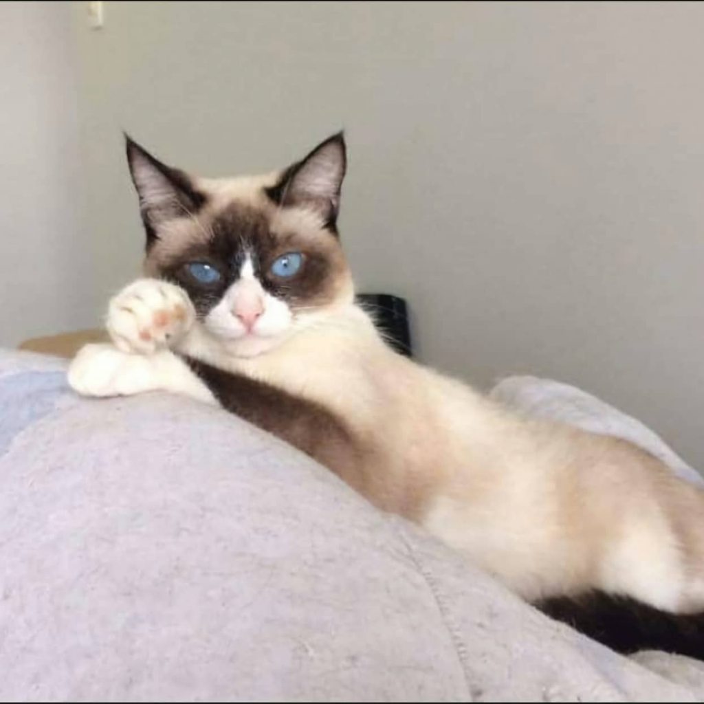 Gata ‘Luninha’ está desaparecida e donos pedem ajuda