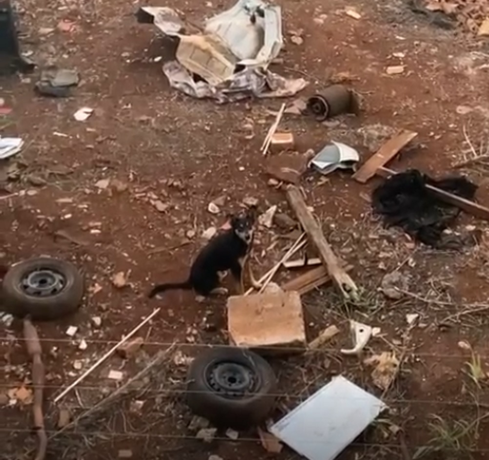 Indignada com situação de abandono, internauta registra cachorro em ferro velho Imagem referente a Indignada com situação de abandono, internauta registra cachorro em ferro velho