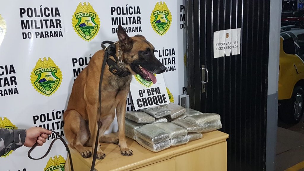 Cachorro Hawk localiza droga com paraguaio na rodoviária de Cascavel