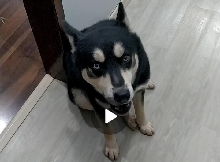 Cão da raça husky siberiano está desaparecido na região do Bairro Periolo
