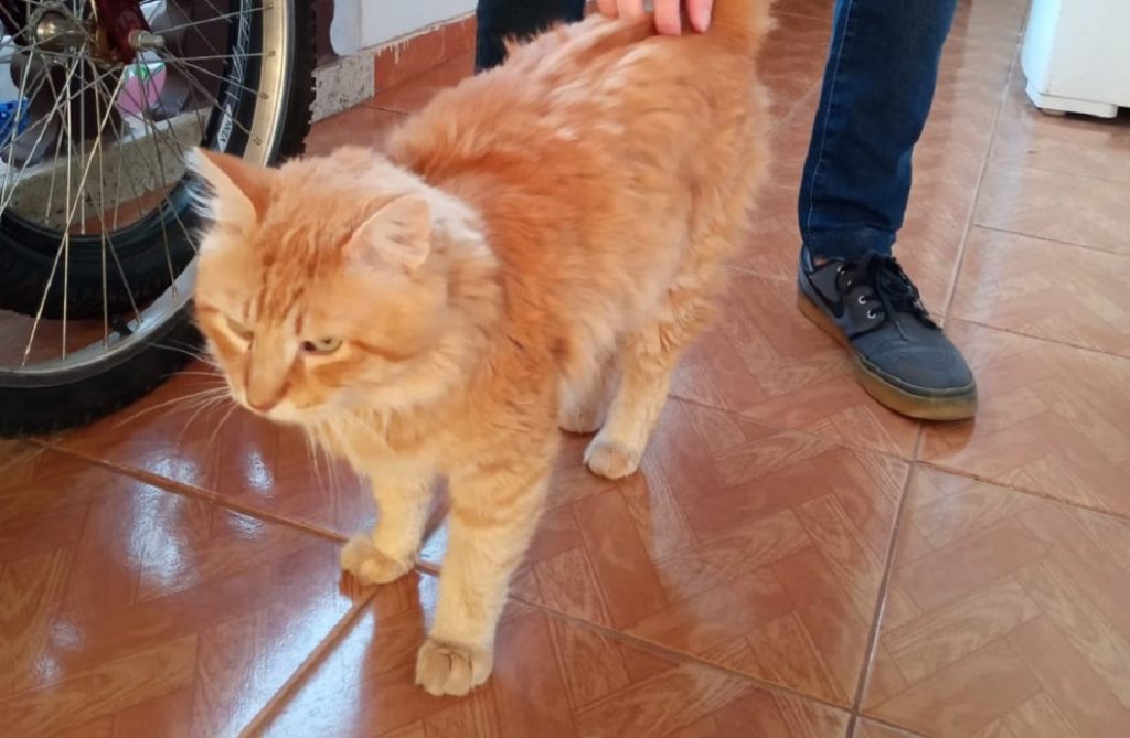 “Garfield” está desaparecido e internauta pede ajuda da população para encontrá-lo